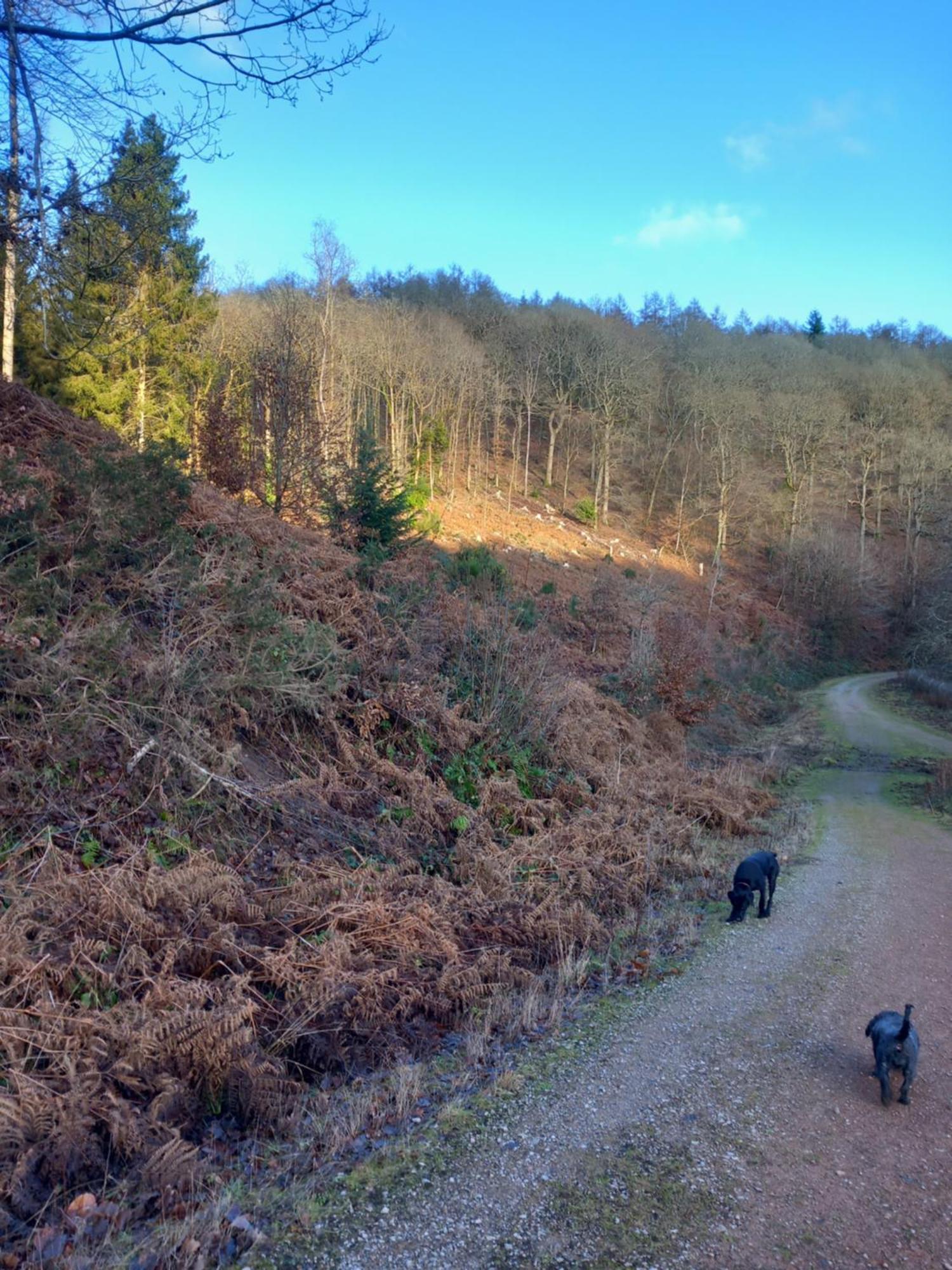The Bungalow, Forest Of Dean كول فورد المظهر الخارجي الصورة