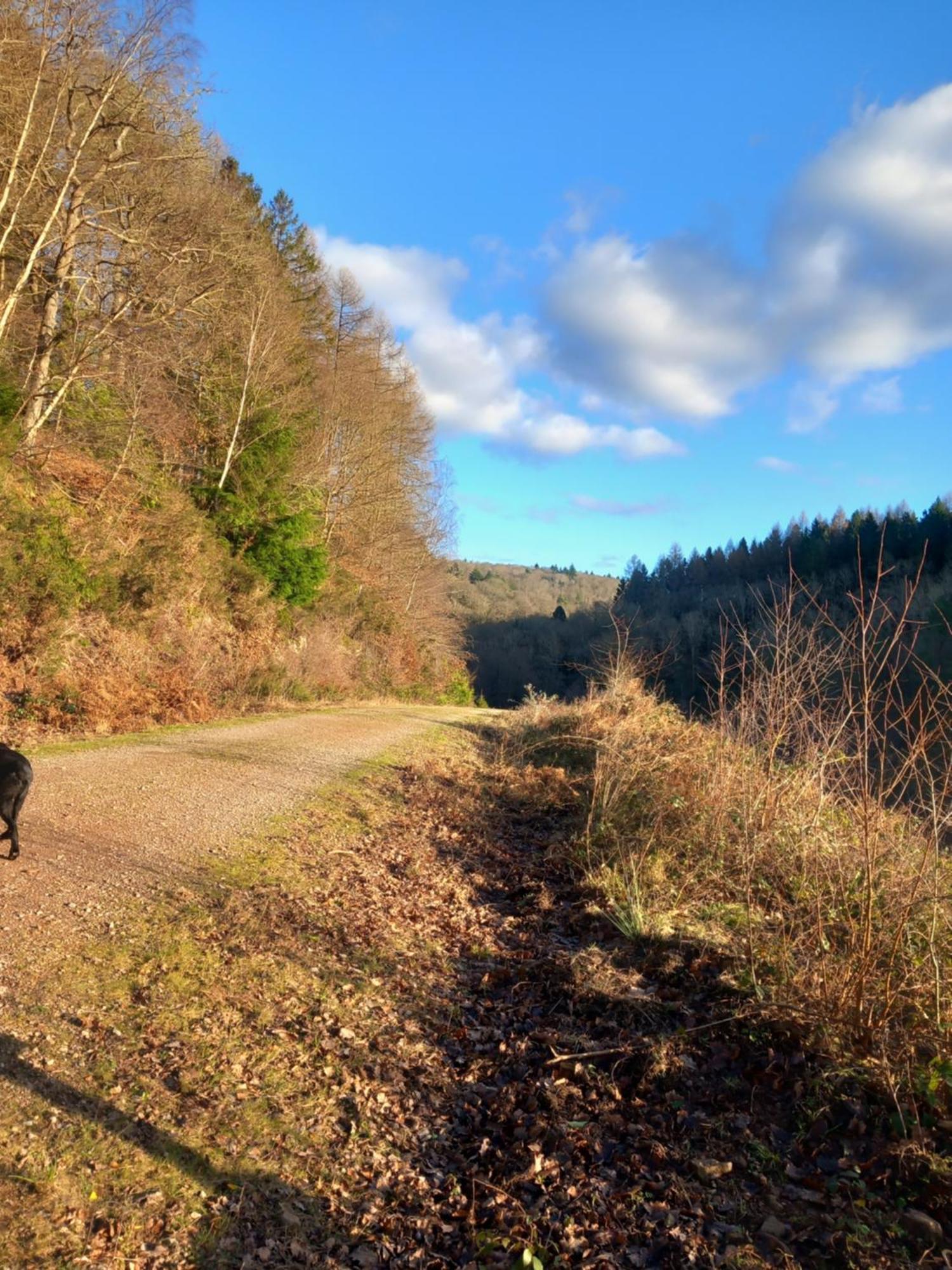 The Bungalow, Forest Of Dean كول فورد المظهر الخارجي الصورة