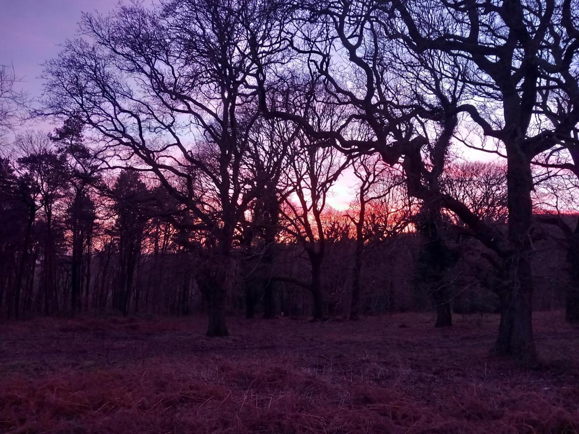 The Bungalow, Forest Of Dean كول فورد المظهر الخارجي الصورة