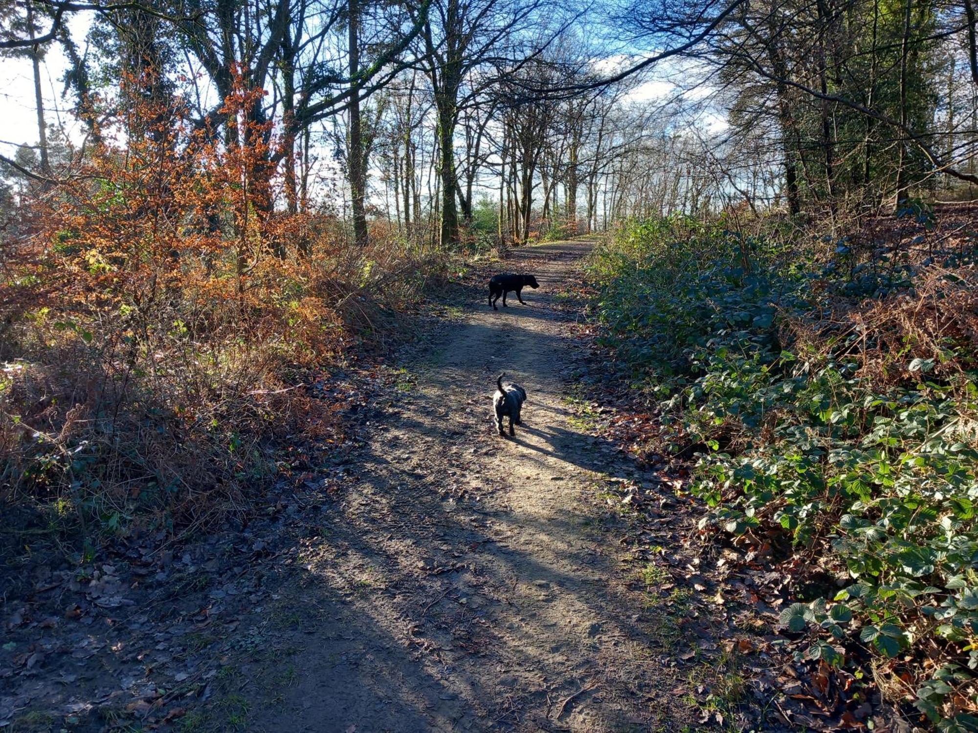 The Bungalow, Forest Of Dean كول فورد المظهر الخارجي الصورة