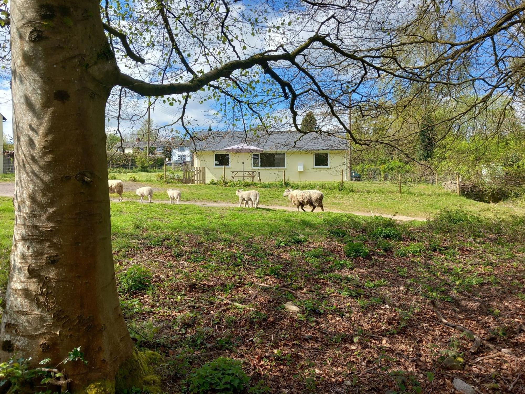 The Bungalow, Forest Of Dean كول فورد المظهر الخارجي الصورة