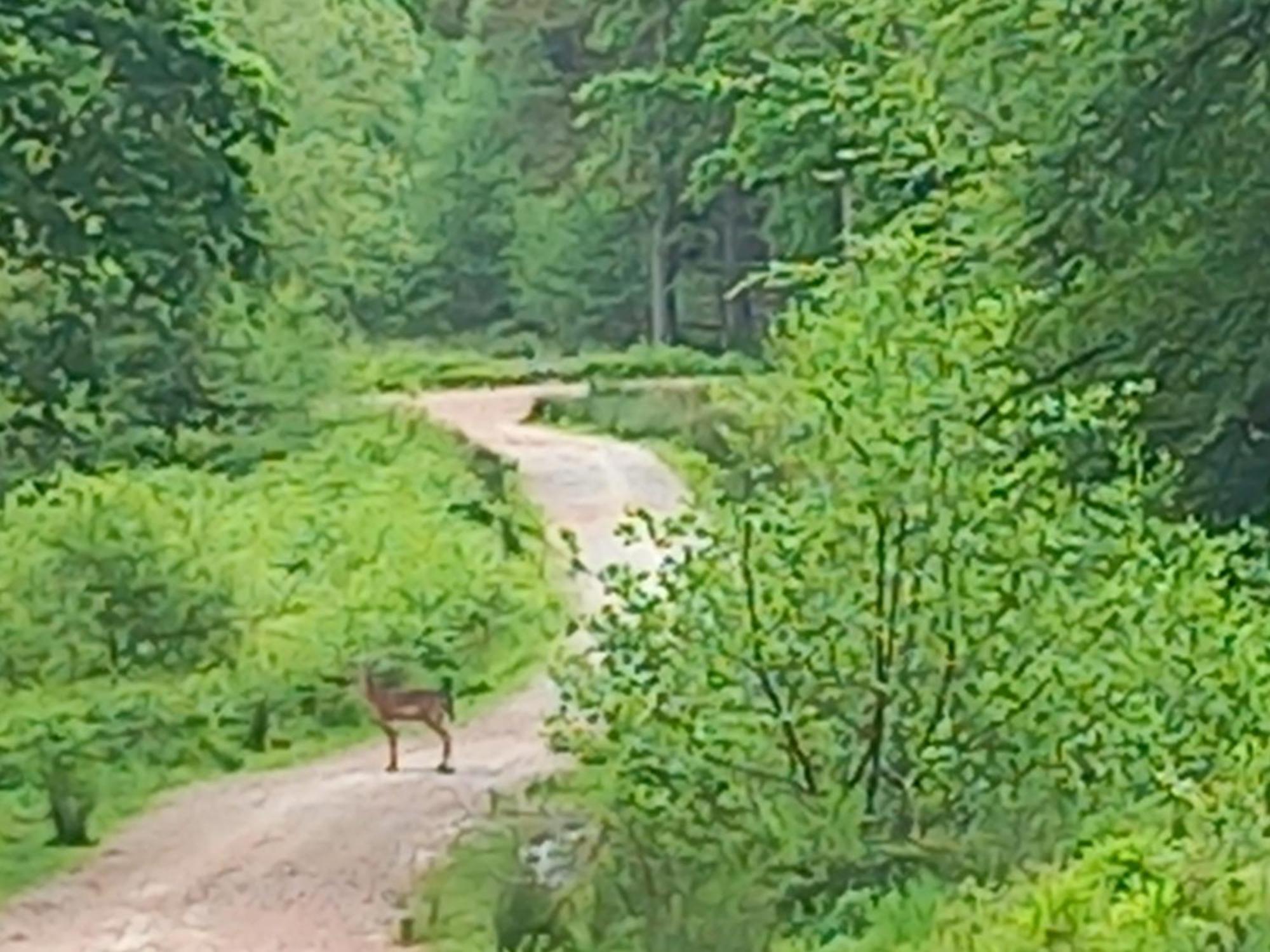 The Bungalow, Forest Of Dean كول فورد المظهر الخارجي الصورة
